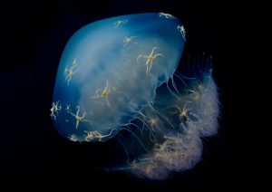 Jellyfish