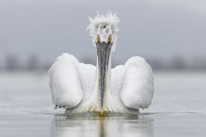 Pelican